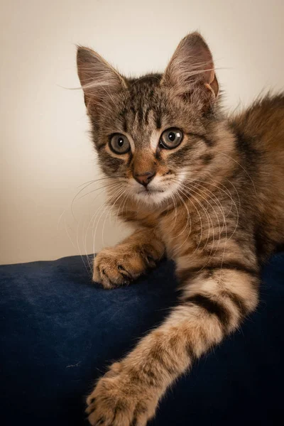 En liten tremånaders kattunge Blandras — Stockfoto