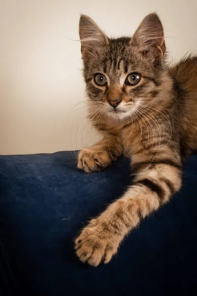 Jeden mały trzymiesięczny kociak rasy mieszanej — Zdjęcie stockowe