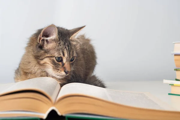 Roztomilé koťátko s knihami na bílém pozadí — Stock fotografie