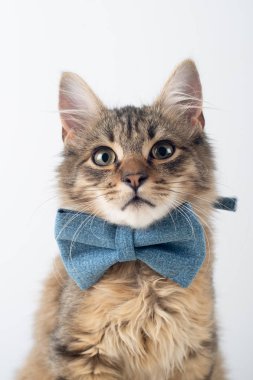 Beyaz arka plan üzerinde küçük dört ay karışık cins kedi yavrusu