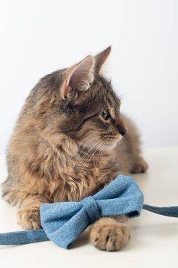 Beyaz arka plan üzerinde küçük dört ay karışık cins kedi yavrusu