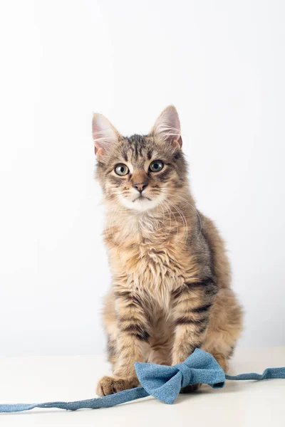 Pouco Quatro Meses Misto Raça Gatinho Fundo Branco — Fotografia de Stock