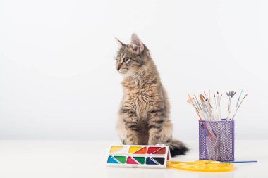 Küçük dört ay karışık cins kedi boya ile