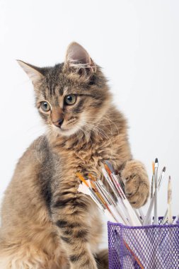Küçük dört ay karışık cins kedi boya ile