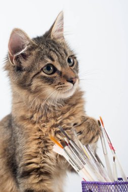 Küçük dört ay karışık cins kedi boya ile