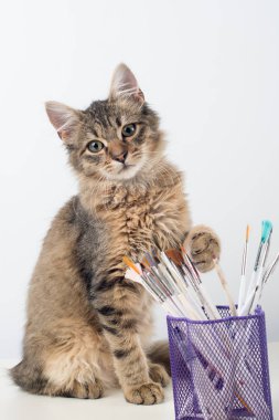 Küçük dört ay karışık cins kedi boya ile