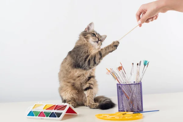 Küçük dört ay karışık cins kedi boya ile — Stok fotoğraf