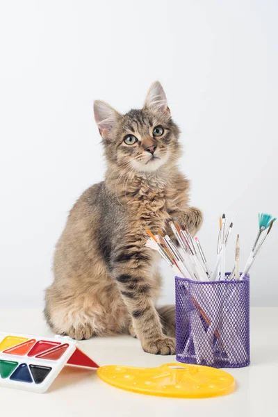 stock image Little four month mixed breed kitten with paints