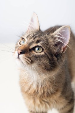 Beyaz arka plan üzerinde küçük dört ay karışık cins kedi yavrusu