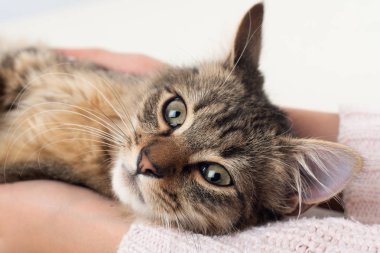 Beyaz arka plan üzerinde küçük dört ay karışık cins kedi yavrusu