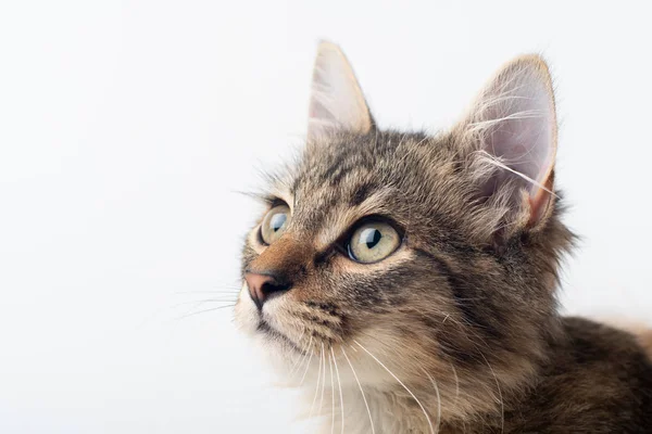 Kleine Kitten Van Kruising Van Vier Maanden Witte Achtergrond — Stockfoto