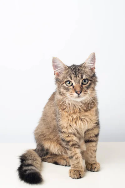 Pouco Quatro Meses Misto Raça Gatinho Fundo Branco — Fotografia de Stock