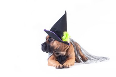 Cane corso şeffaf şenlikli manto ve beyaz arka plan üzerinde siyah cadı şapkası