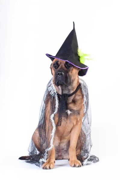 Cane Corso Transperent Festive Mantle Black Witch Cap White Background — Stock Photo, Image