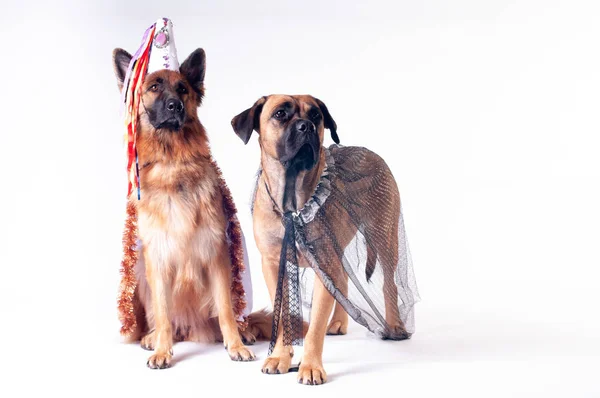 Dois Cães Grandes Cana Corso Pastor Alemão Fundo Branco Trajes — Fotografia de Stock