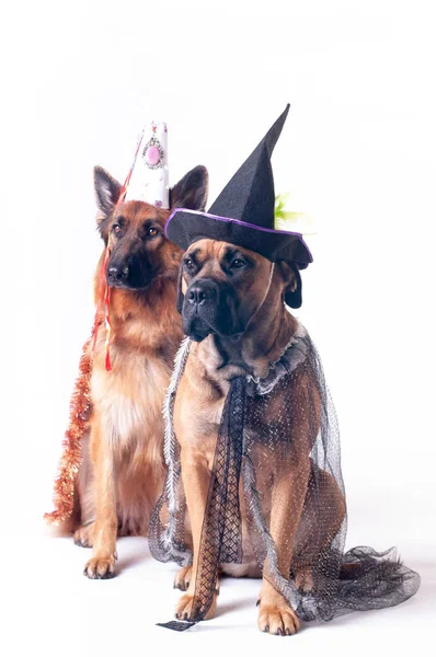 Dois Cães Grandes Cana Corso Pastor Alemão Fundo Branco Trajes — Fotografia de Stock