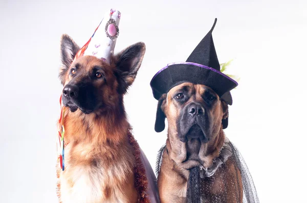 Dos Perros Grandes Caña Corso Pastor Alemán Sobre Fondo Blanco —  Fotos de Stock