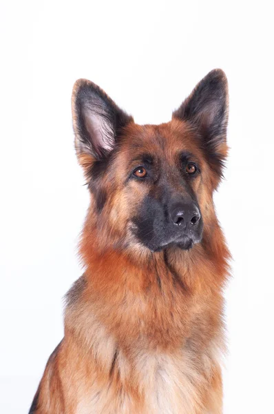 Duitse Herder Honden Portret Witte Achtergrond Studio — Stockfoto