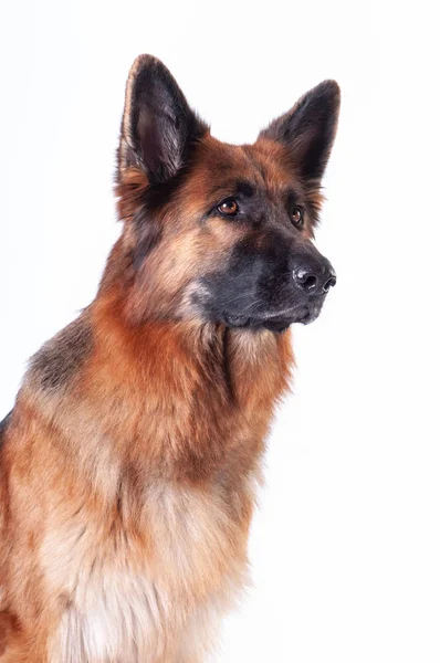 Schäferhund Porträt Auf Weißem Hintergrund Studio — Stockfoto