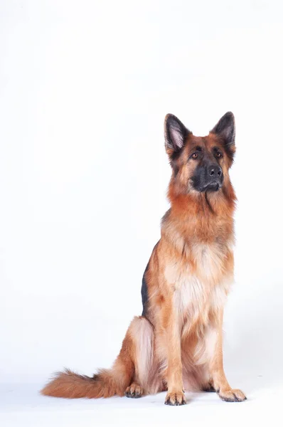 Retrato Perro Pastor Alemán Sobre Fondo Blanco Estudio —  Fotos de Stock