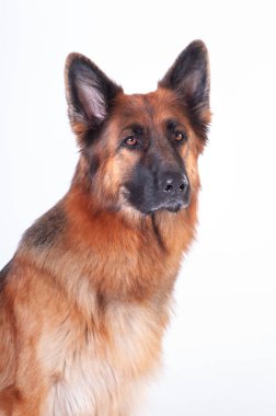 Alman çoban köpek portre Studio kameraya bakarak beyaz arka plan üzerinde