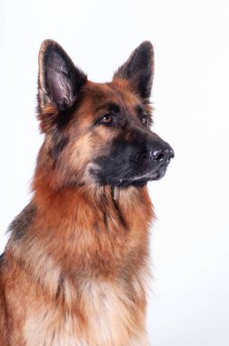 Alman çoban köpek portre Studio beyaz arka plan üzerinde