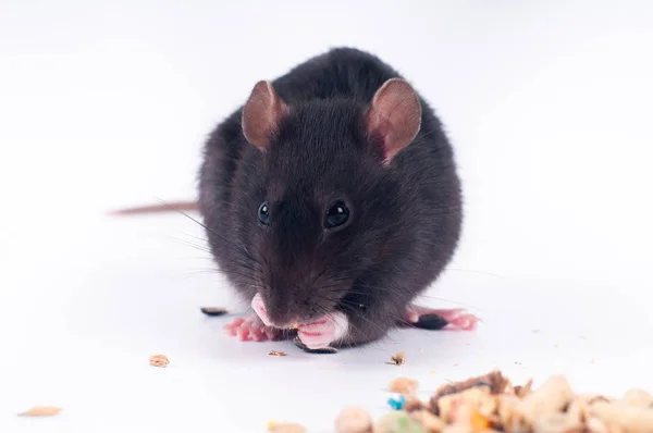 Rat Gris Manger Nourriture Sèche Sur Fond Blanc Studio Tourné — Photo