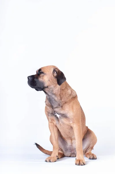 Cane Corso Perro Sentado Sobre Fondo Blanco Estudio Mirando Lado — Foto de Stock