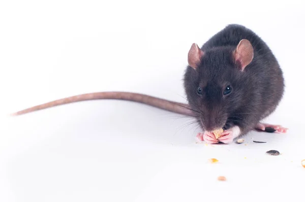 Rat Gris Manger Nourriture Sèche Sur Fond Blanc Studio Tourné — Photo