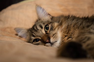 Karışık cins yavru kedi beş ay rahat evde kapalı yatan