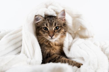 Güzel kedi karışık doğurmak rahat ekose altında beyaz arka plan üzerinde