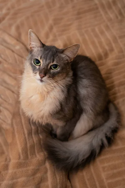 Somálská Kočka Modrá Barva Domácí Pohled Shora Výše — Stock fotografie