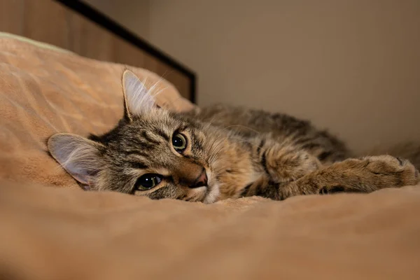 Mixed Breed Kitten Five Month Lying Cozy Home Indoor — Stock Photo, Image