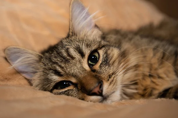 Mixed Breed Kitten Five Month Lying Cozy Home Indoor — Stock Photo, Image