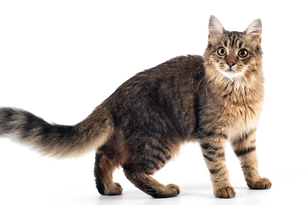 Mooi Gemengd Kattenras Witte Achtergrond Permanent Volledige Lichaam — Stockfoto