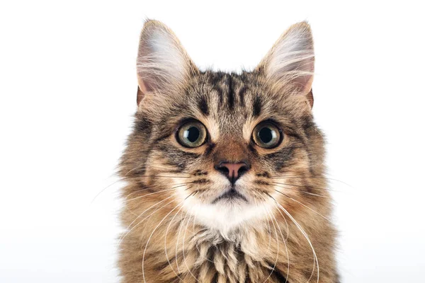 Pretty Cat Mixed Breed White Background Closeup Portrait — Stock Photo, Image