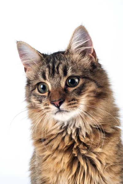 Güzel Kedi Üzerinde Beyaz Arka Plan Portre Portre Karma Doğurmak — Stok fotoğraf
