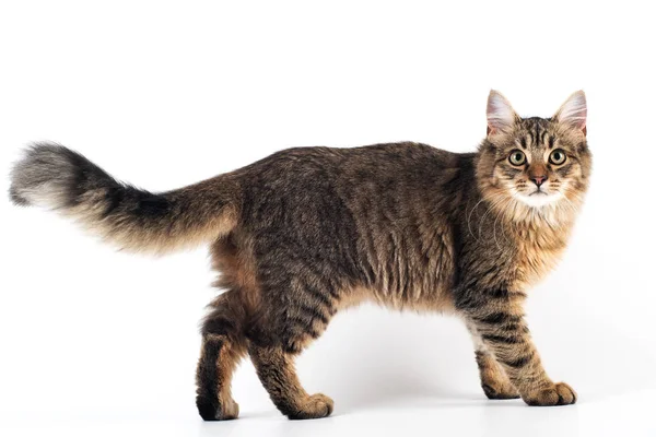 Tam Vücut Ayakta Beyaz Arka Plan Üzerinde Güzel Kedi Karışık — Stok fotoğraf