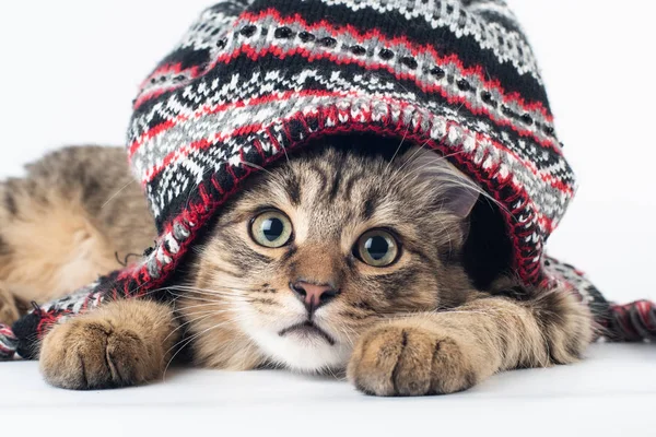 Smíšené Plemeno Kočka Christmas Hat Ležící Bílém Pozadí — Stock fotografie