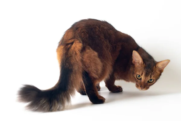 Somali Katze rötliche Farbe auf weißem Hintergrund — Stockfoto