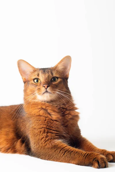 Somálská kočka brunátný barvu na bílém pozadí — Stock fotografie