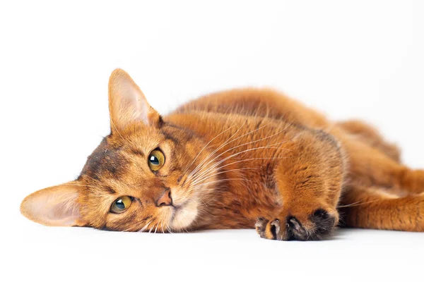 Somálská kočka brunátný barvu na bílém pozadí — Stock fotografie