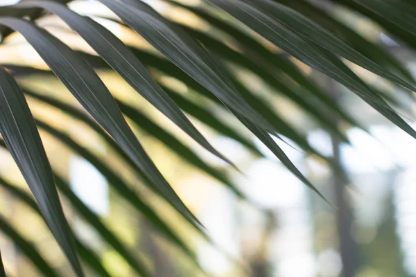 Palm tree closeup leaves with bokeh background — Stock Photo, Image