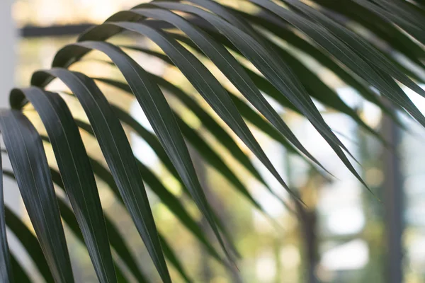 Palm tree closeup leaves with bokeh background — Stock Photo, Image