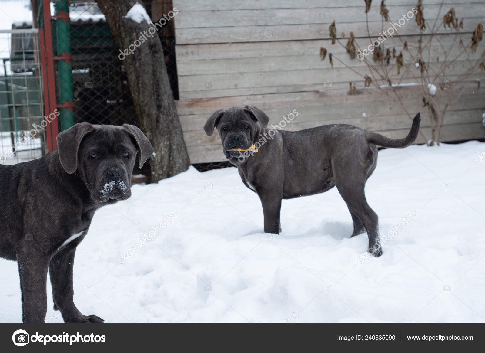 Dos Lindos Bastón Corso Seis Meses Cachorros Invierno Nieve Aire — Foto de  stock #240835090 © grase, image size:1600x1167