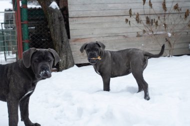 İki sevimli cane corso altı ay kukla açık kış karda