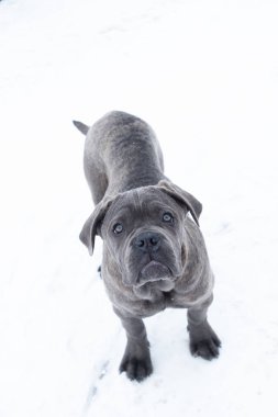 Cane corso köpek yavrusu altı ay closeup portresi