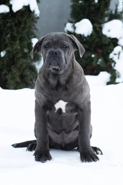 Sentado Cana Corso Retrato Cão Cachorro Cinza Livre Inverno Neve — Fotografia de Stock