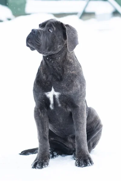Sedící Hůl Corso Portrét Pes Štěně Šedý Venkovní Zimní Sníh — Stock fotografie