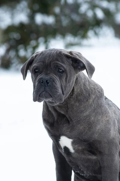 Canne Assise Corso Portrait Chien Chiot Gris Extérieur Hiver Neige — Photo